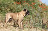 BULLMASTIFF 222